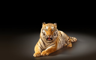 Stuffed tiger open mouth black - a black surface free wallpaper