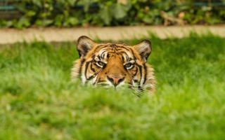 Tiger grass blurry background sharp - sharp focus free wallpaper