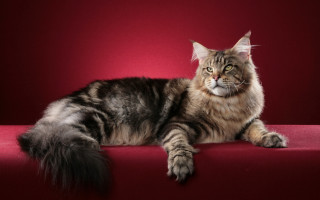 Cat regal sumatraism photorealistic oversized - a long tail free wallpaper