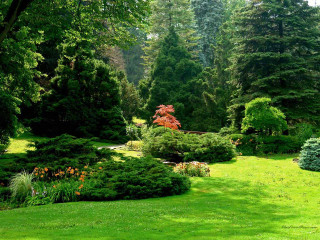 Lush green park trees bushes - a lush green park free wallpaper