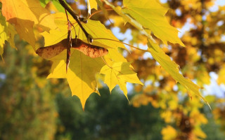 Autumn leaf blurry background bokeh - a leaf free wallpaper
