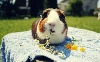 Guinea pig flower blanket yard - a flower free wallpaper