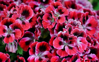 Red flower bouquet green leaves - a green stem in the foreground free wallpaper
