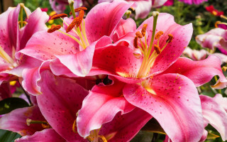 Pink flowers garden bug closeup - a bug free wallpaper