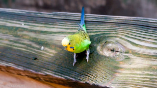 Green bird perched wooden bench - beak free wallpaper