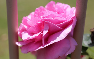 Pink flower pole sun blurry - outside free wallpaper