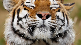 Tiger closeup blurrygrass bushes closedeyes 2 - a blurry background of grass and bushes free wallpaper