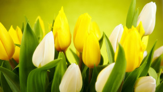 Yellow white flower green background - a green background behind them free wallpaper