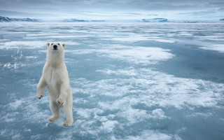 Polar bear frozen lake mountains 2 - a polar bear free wallpaper