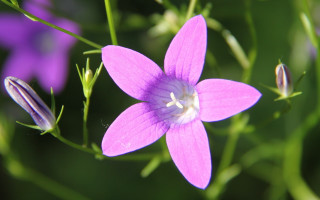 Purple flower butterfly bokeh macro - green stem free wallpaper