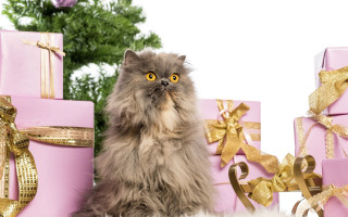 Cat presents christmas tree artist - a cat sitting next free wallpaper