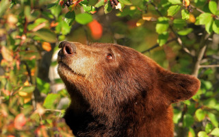 Brown bear berries christmas forest - a brown bear free wallpaper