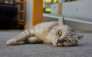 Curious cat on shelf yellow - its eye wide open free wallpaper