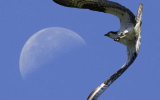 Bird moon blue sky cloud - a moon in the background free wallpaper