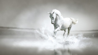 White horse running foggy water - a white horse free wallpaper