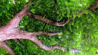 Pink branches green leaves forest - a photo free wallpaper