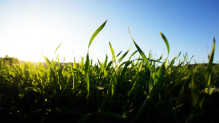 Grass sky clouds nature plant - grass free wallpaper