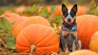 Dog pumpkin field blue collar - a blue collar free wallpaper