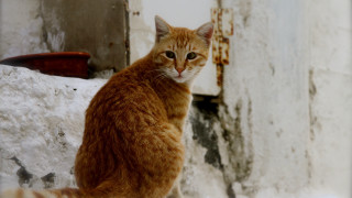 Cat ledge outdoor door rusted - a microscopic photo free wallpaper