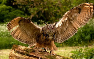 Large owl on log forest - in a forest area free wallpaper