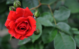 Red rose green leaves bokeh 6 - the background and a blurry background behind free wallpaper