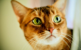 Black cat green eyes photorealistic 2 - a curtain free wallpaper