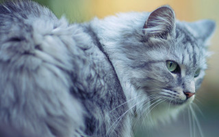 Cat green eyes staring blurry 2 - green free wallpaper