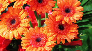 Orange flower water droplets green - water droplet free wallpaper