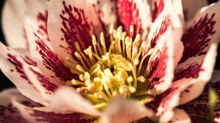 Flower blood stain macro blurry - center free wallpaper