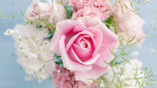 Pink rose white flowers vase 2 - a pink rose free wallpaper