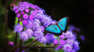 Blue butterfly purple flower magic - a purple flower free wallpaper