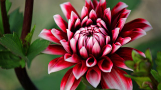Red white hibiscus leaves bloom - stem free wallpaper