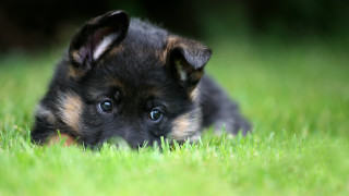 Puppy grass sad eyes nature - a sad look free wallpaper