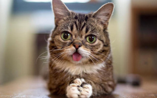 Black cat tongue out paw - a portrait free wallpaper