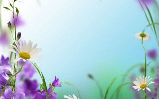 Flower field bouquet daisy lily - a bunch of flowers free wallpaper