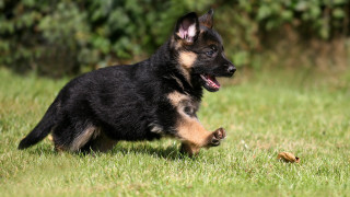 Dog running toy shiba inu - a toy free wallpaper