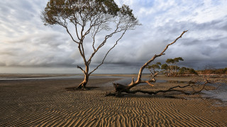 Beach tree sand water clouds - charles ragland bunnell free wallpaper