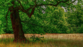 Large tree grassy field bench - the background and a bench in the foreground free wallpaper