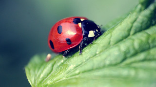 Ladybug greenleaf whitedots macrooutdoors ecologicalmoon - white dot free wallpaper