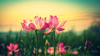 Pink flowers sunset bokeh blurry - chang daichien free wallpaper
