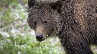Wet bear standing grass looking - free animals wallpaper