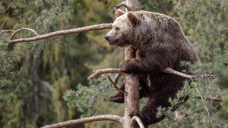 Brown bear climbing tree branch 2 - a few branch free wallpaper