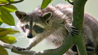 Raccoon climbing tree branch leaf - a raccoon free wallpaper
