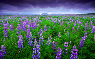 Purple flower field mountains cloudy - derold page free wallpaper