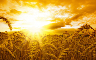Wheat field sunset clouds radiant - radiant free wallpaper