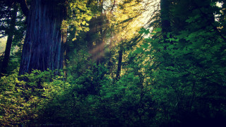 Forest bench sunlight trees leaves - the ground and the ground free wallpaper