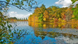 Lake trees autumn leaves ducks - a few duck free wallpaper