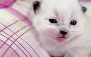 White kitten black ears pink - chippy free wallpaper