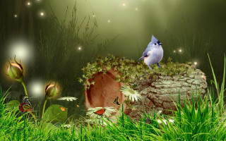 Blue bird rock grass butterflies - a grassy area free wallpaper