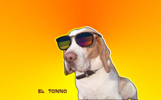 Dog sunglasses yellow background eltono - sunglass free wallpaper